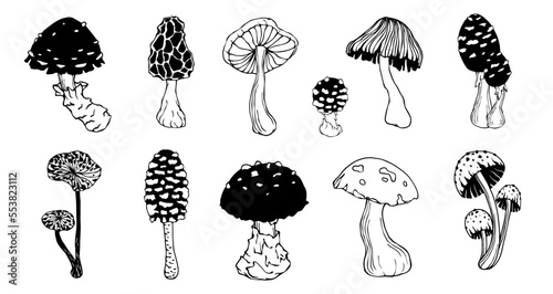 A set of doodle sketches of forest grebes, fly agaric. Ornamental plants. Vector graphics.
