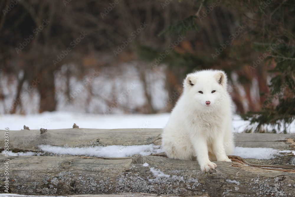 Arctic Fox on Log in Winter - Canada