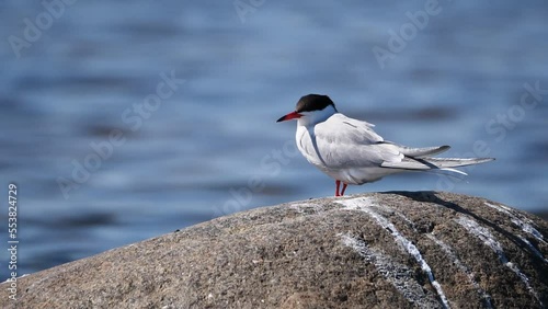 tern on the beach stone photo
