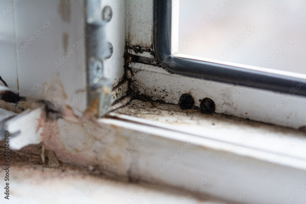 Poor quality windows. Due to poor ventilation, poor-quality installation of plastic windows caused the appearance of black fungus on the windows and walls. Mold is a health hazard. Selective focus