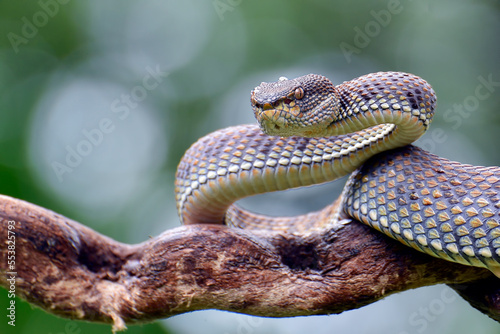 Mangrove Pit-viper in defense position