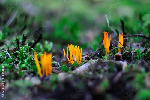 Mushrooms growing in the forest. Autumn forest.