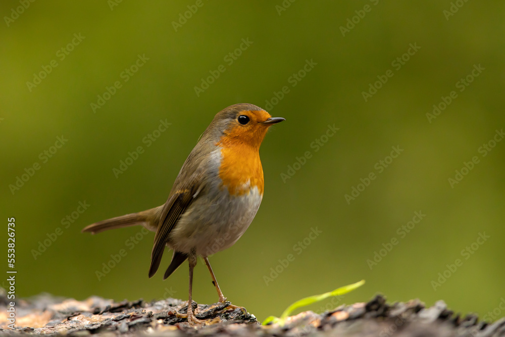 European Robin, Erithacus rubecula, passerine bird in the nature habitat. Woodland. Czech republic European Robin, Erithacus rubecula, passerine bird in the nature habitat. Woodland. Czech republic