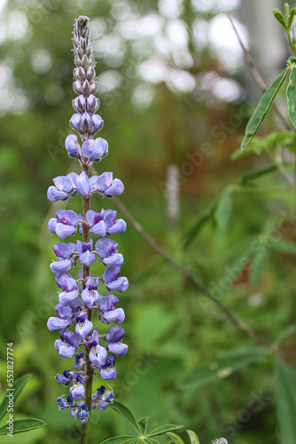 Wild purple lupine flower