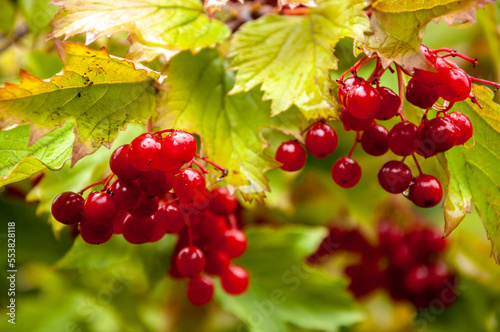 Viburnum branches with red berries and raindrops on the background of leaves in autumn.
