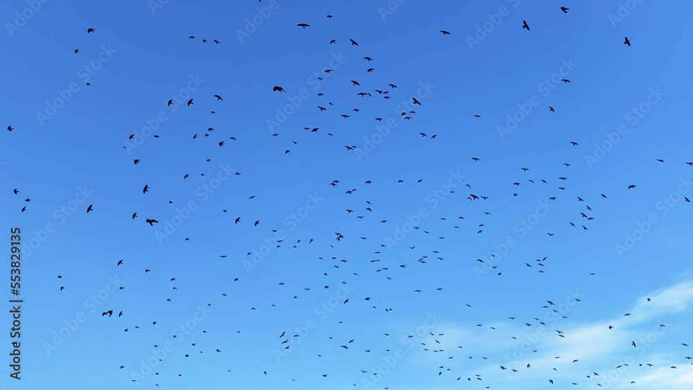 Huge flock of birds raven flying in blue sky Huge flock of birds raven flying in blue sky