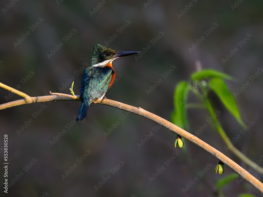 Fototapeta premium Green Kingfisher on tree branch against gray background