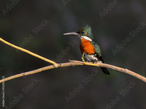 Green Kingfisher on tree branch against gray background © FotoRequest