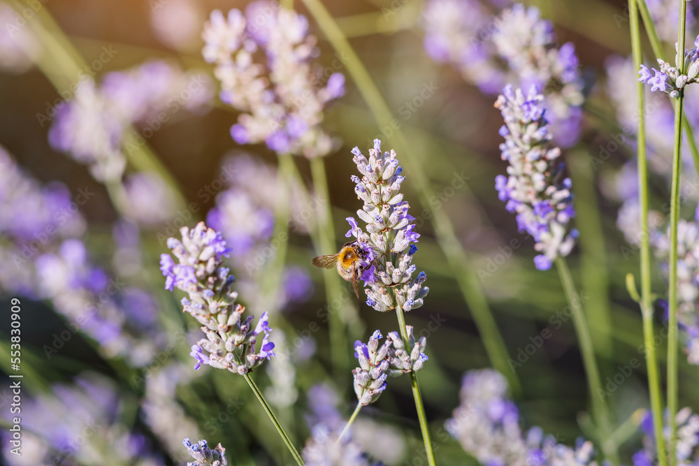 A bee collects pollen from lavender, a popular honey plant. A bee collects pollen from lavender, a popular honey plant.