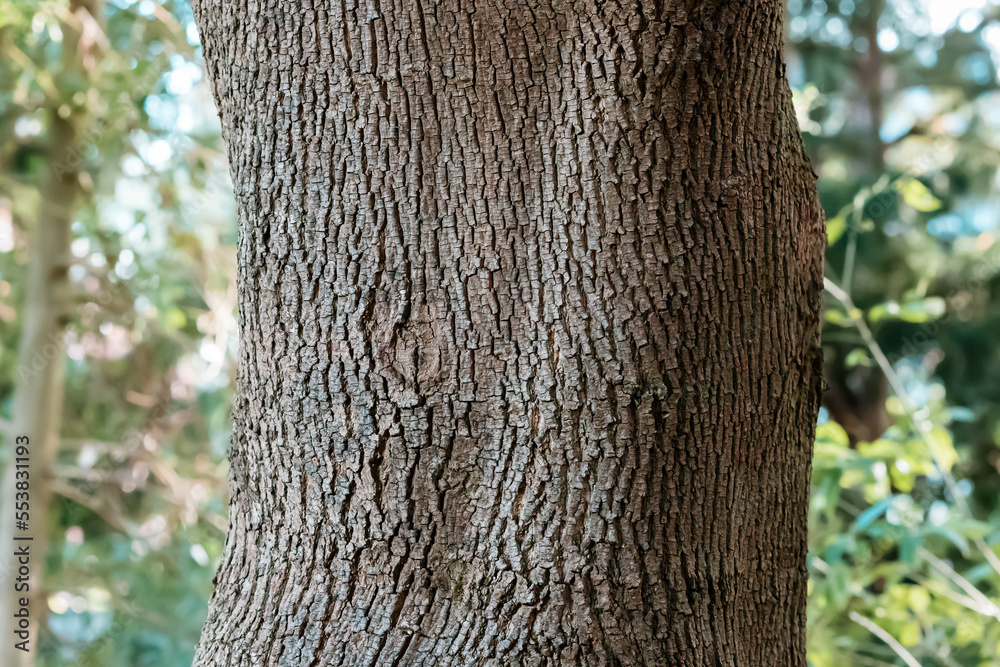 Obraz premium Giant trunk with textured bark of oak tree in park