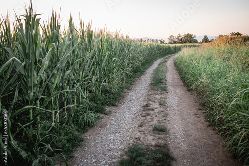 small road between corn fields in italy photo