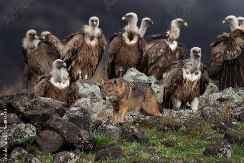 Golden jackal searching for food between griffon vultures in the Rhodope mountains. Jackal moving in the Bulgarian mountains. Vultures sit on the peak of the rock. Jackal is fighting with vultures.  photo