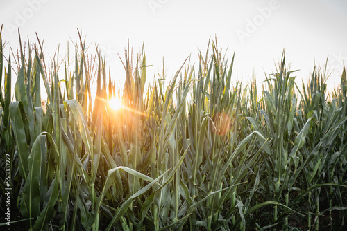 sunset in green corn field in italy photo