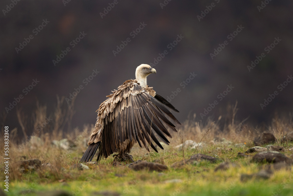 Griffon vultures in the Rhodope mountains. Vultures are sitting on the peak of mountains in Bulgaria. Carnivore during winter. European nature. Griffon vultures in the Rhodope mountains. Vultures are sitting on the peak of mountains in Bulgaria. Carnivore during winter. European nature.
