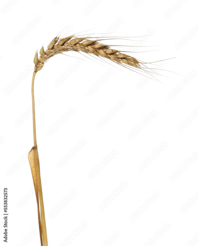 Ripe, dry ear, grain isolated on white, clipping path Ripe, dry ear, grain isolated on white, clipping path