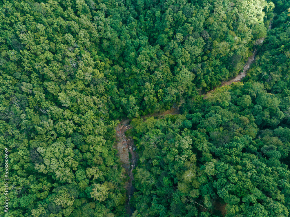 Aerial top view forest tree, Rainforest ecosystem and healthy environment concept and river flowing in the forest