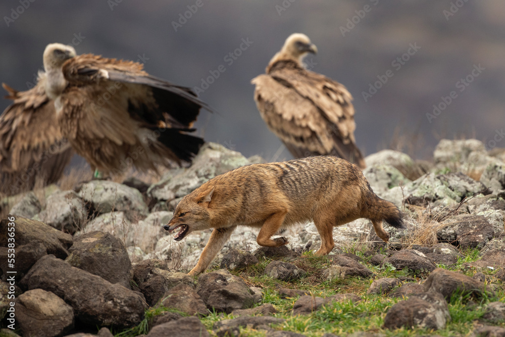 Fototapeta premium Golden jackal searching for food between griffon vultures in the Rhodope mountains. Jackal moving in the Bulgarian mountains. Vultures sit on the peak of the rock. Jackal is fighting with vultures. 