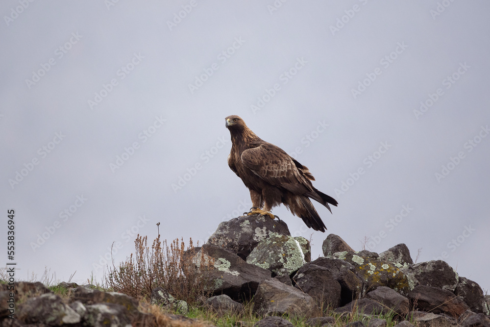 Fototapeta premium Golden eagle in the Rhodope mountains. Eagle is watching around on the rock. Carnivore during winter. European nature. Ornithology in Bulgaria