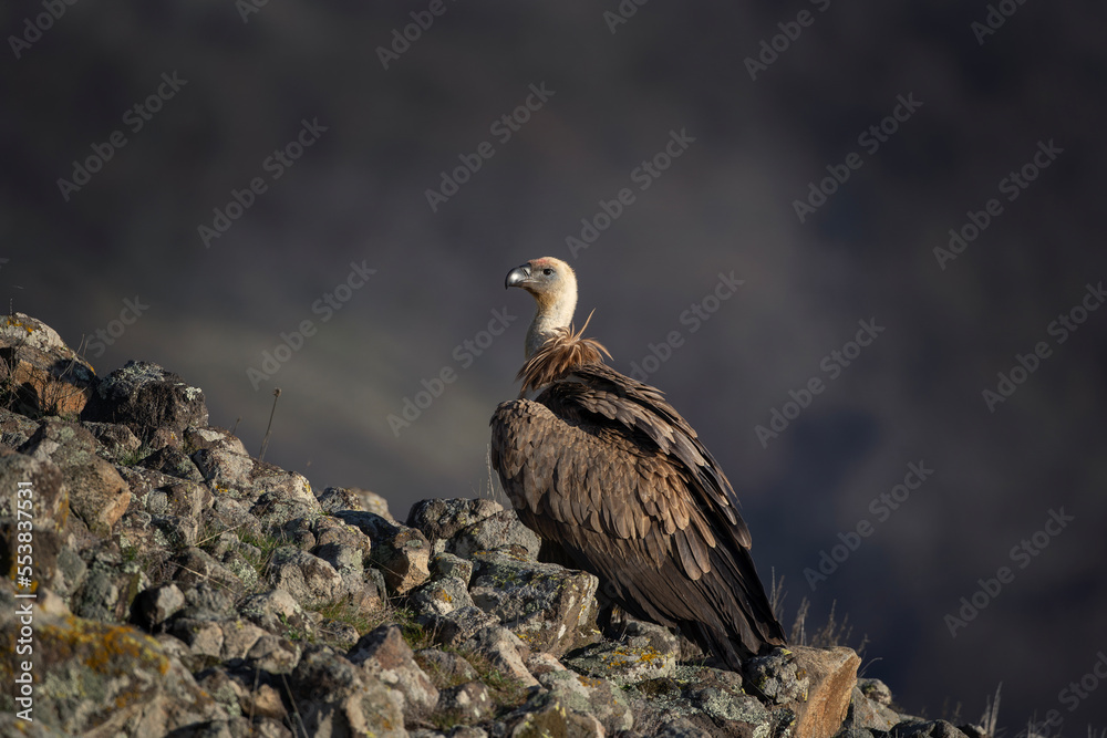 Griffon vultures in the Rhodope mountains. Vultures are sitting on the peak of mountains in Bulgaria. Carnivore during winter. European nature. Griffon vultures in the Rhodope mountains. Vultures are sitting on the peak of mountains in Bulgaria. Carnivore during winter. European nature.