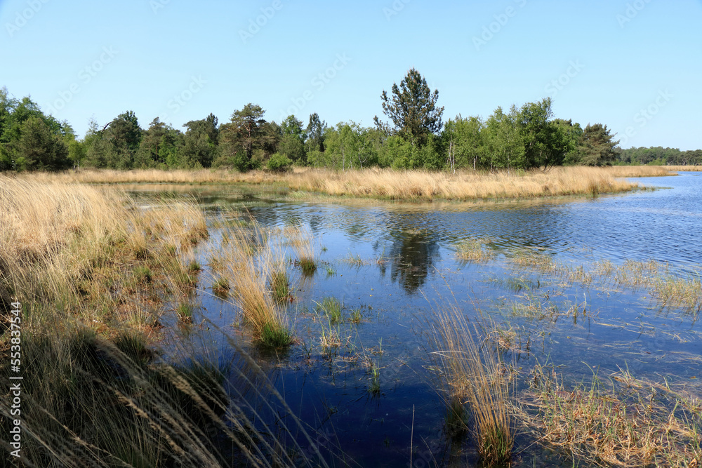 swamp in cross border park Kalmthout Heath, Belgium swamp in cross border park Kalmthout Heath, Belgium