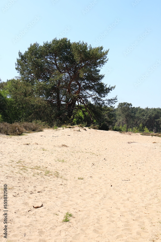 Fototapeta premium cross border park Kalmthout Heath, Belgium 
