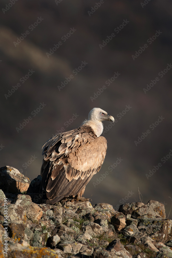 Fototapeta premium Griffon vultures in the Rhodope mountains. Vultures are sitting on the peak of mountains in Bulgaria. Carnivore during winter. European nature. 