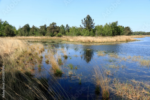 swamp in cross border park Kalmthout Heath, Belgium  photo