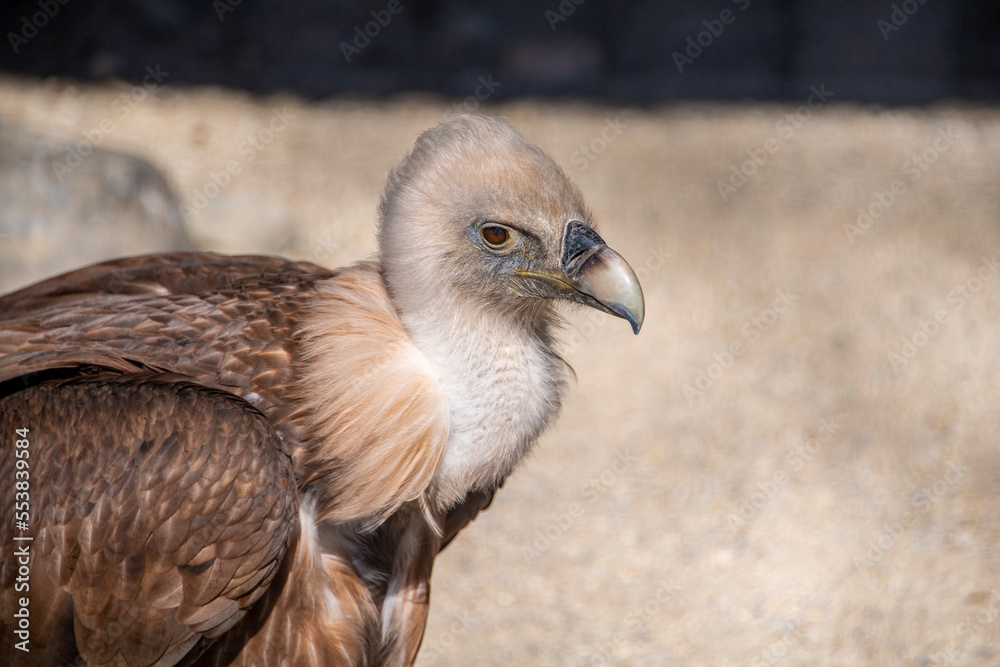 Obraz premium Body part of a vulture in beige brown color