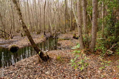 Winter stream feeding into a lake  Trees, leaves, serene scenery.