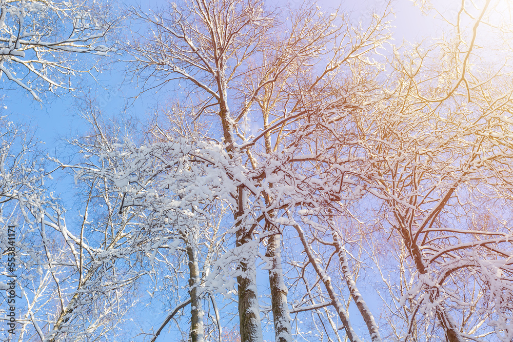 View up at the crowns of trees covered with snow against the sky, winter landscape