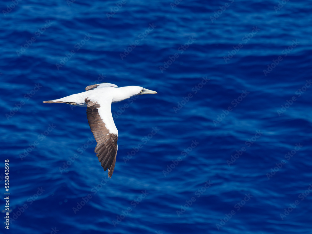 Masked booby passing by at close distance. Selective focus on the body of the bird Masked booby passing by at close distance. Selective focus on the body of the bird