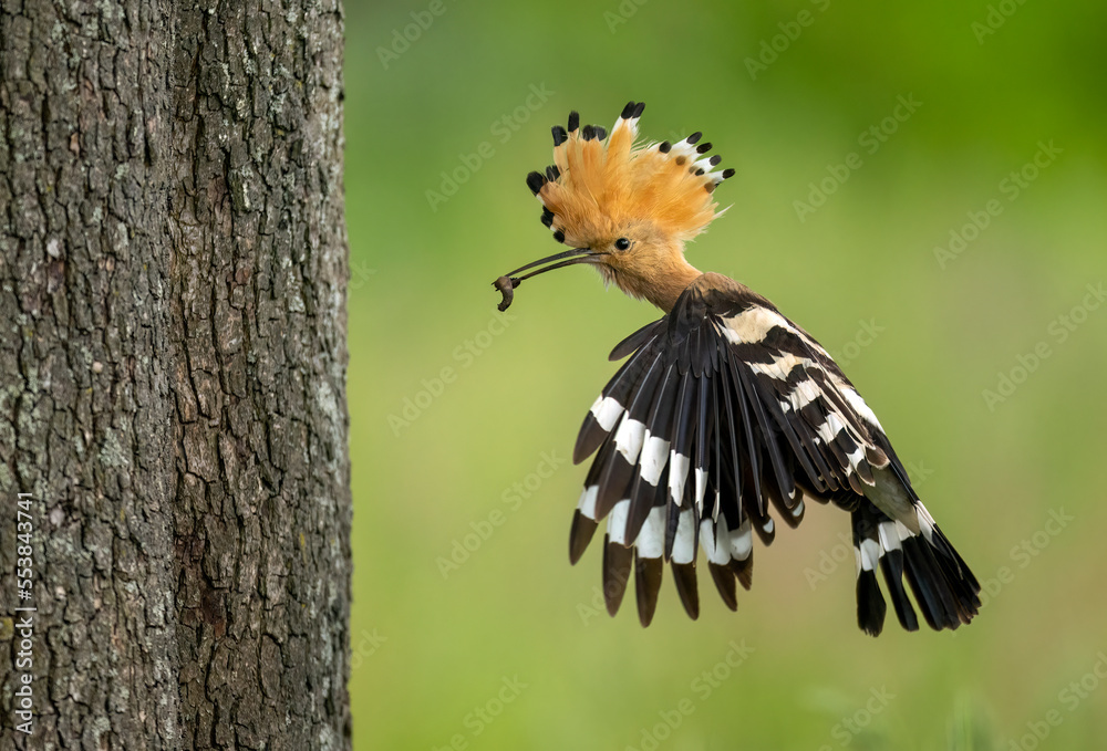 Eurasian hoopoe bird close up ( Upupa epops ) Eurasian hoopoe bird close up ( Upupa epops )