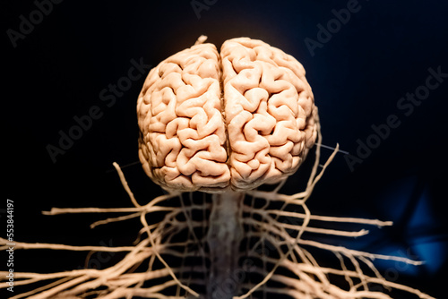 Representation of a brain and the nerve links that go down the spinal cord. photo