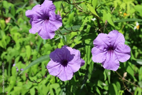Purple petunia flowers in Florida nature  closeup
