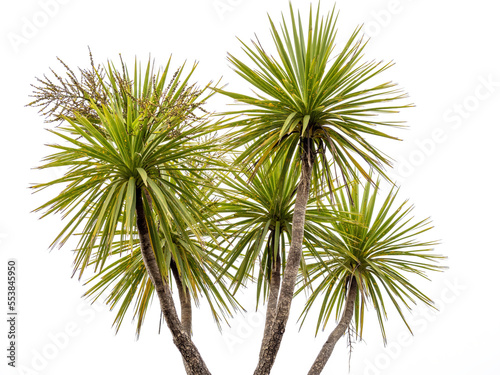 Cabbage tree (Cordyline australis) isolated on white background