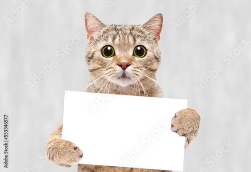 Portrait of a cat Scottish Straight with a banner on a gray background