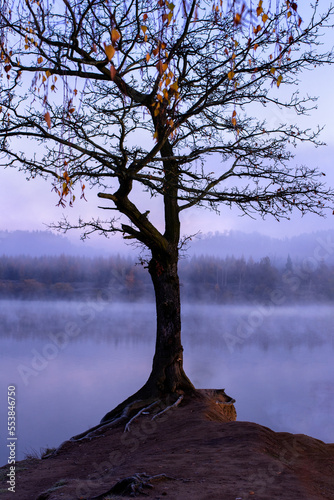 Lone Tree © Karolina La Rochelle