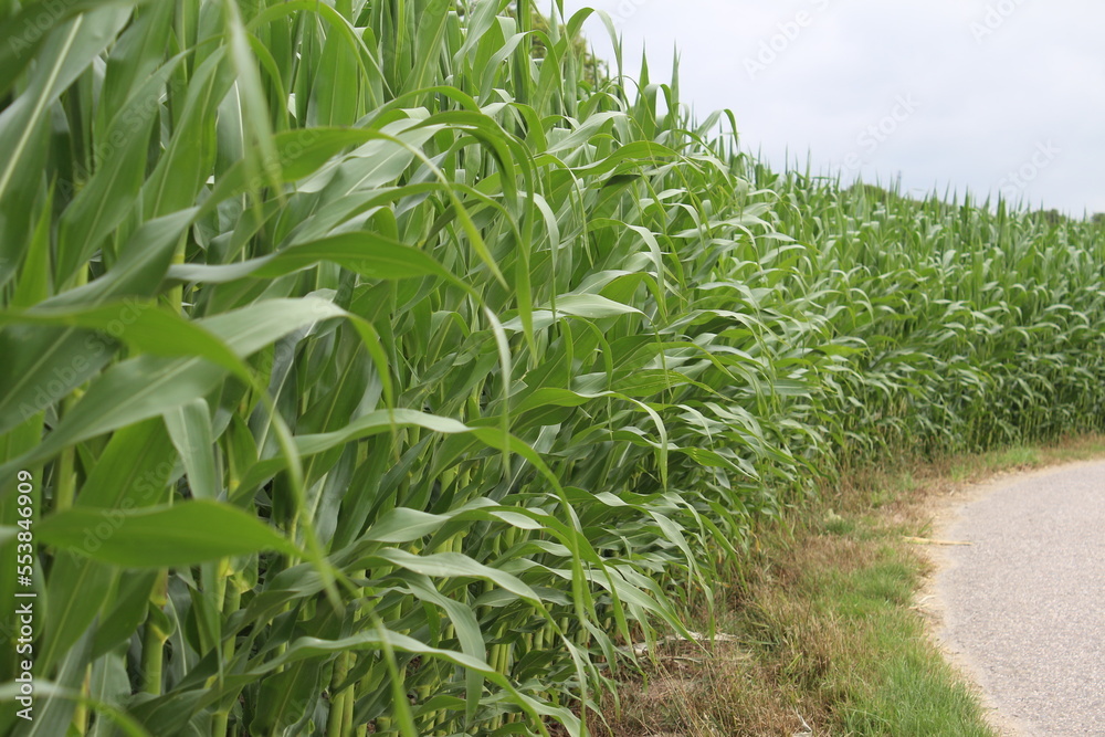 Kornfeld. Agrarlandschaft. Country-Szene. Natürlichen Umgebung. Sommer. Kulturpflanzen. Üppiges Laub. Tageslichtfoto. Krautiger Stamm. Lebensmittelproduktion. Bio-Kraut. Grüner Hintergrund. Kornfeld. Agrarlandschaft. Country-Szene. Natürlichen Umgebung. Sommer. Kulturpflanzen. Üppiges Laub. Tageslichtfoto. Krautiger Stamm. Lebensmittelproduktion. Bio-Kraut. Grüner Hintergrund.