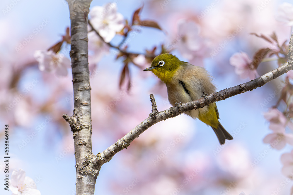 Naklejka premium 北海道の春、北限のメジロ