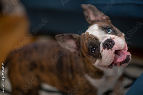 English Bulldog  photo