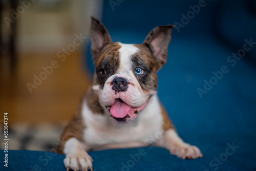 Fototapeta Naklejka Na Ścianę i Meble -  English Bulldog 