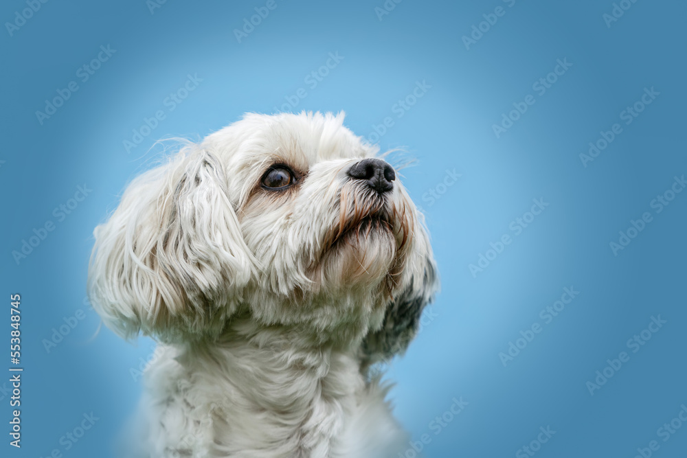 Portrait of a cute white havanese dog isolated on blue background Portrait of a cute white havanese dog isolated on blue background