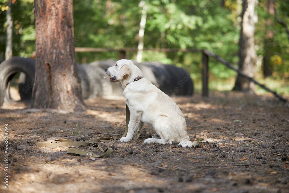 Training a puppy of a golden retriever in the park on a special area for dogs. Cynologist trains a golden retriever in the park in summer. white golden retriever in the park with dog handler.