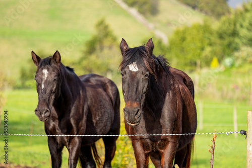 Horses standing together on pasture  with electric fence  outdoors farm animals.
