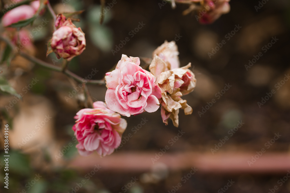 Fading pink roses on a bush in an autumn or winter garden. Dying flowers. Concept of aging, withering away. Fading plant. Flowering, cultivation and care in a rose garden, floriculture outdoors. Fading pink roses on a bush in an autumn or winter garden. Dying flowers. Concept of aging, withering away. Fading plant. Flowering, cultivation and care in a rose garden, floriculture outdoors.