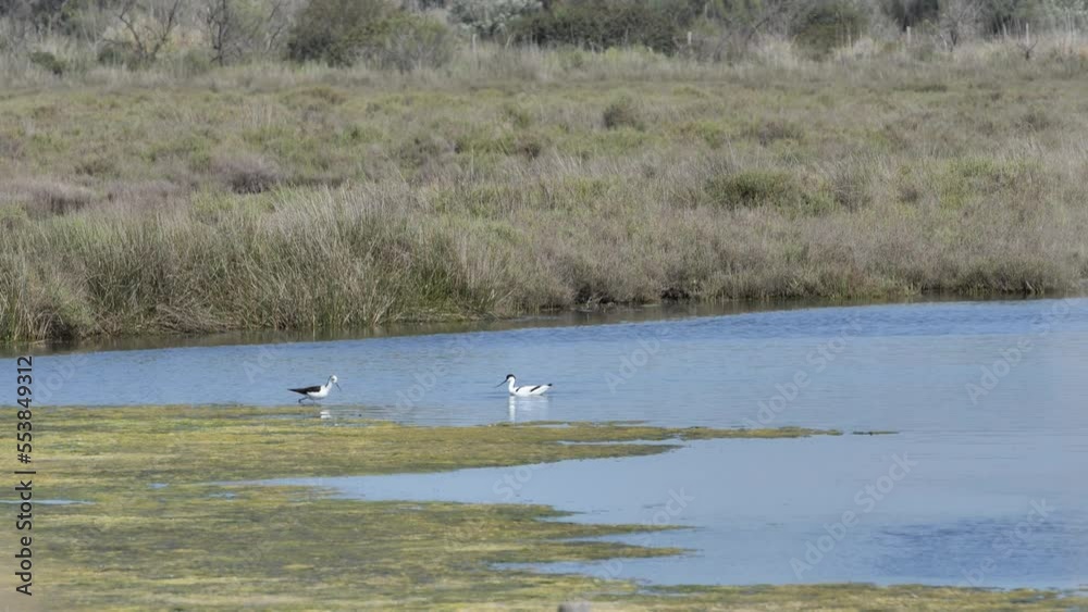 Wild life birds in a pond Carmargue France Wild life birds in a pond Carmargue France