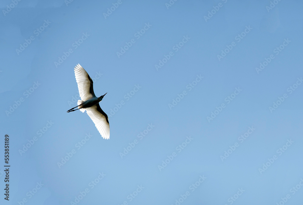 Cattle Egret (Bubulcus ibis) Cattle Egret (Bubulcus ibis)