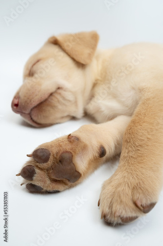 Paws of sleeping labrador puppy