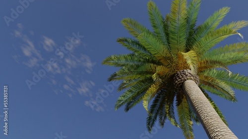 palm tree against blue sky with small clouds