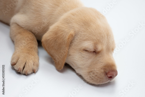 Head of sleeping labrador puppy